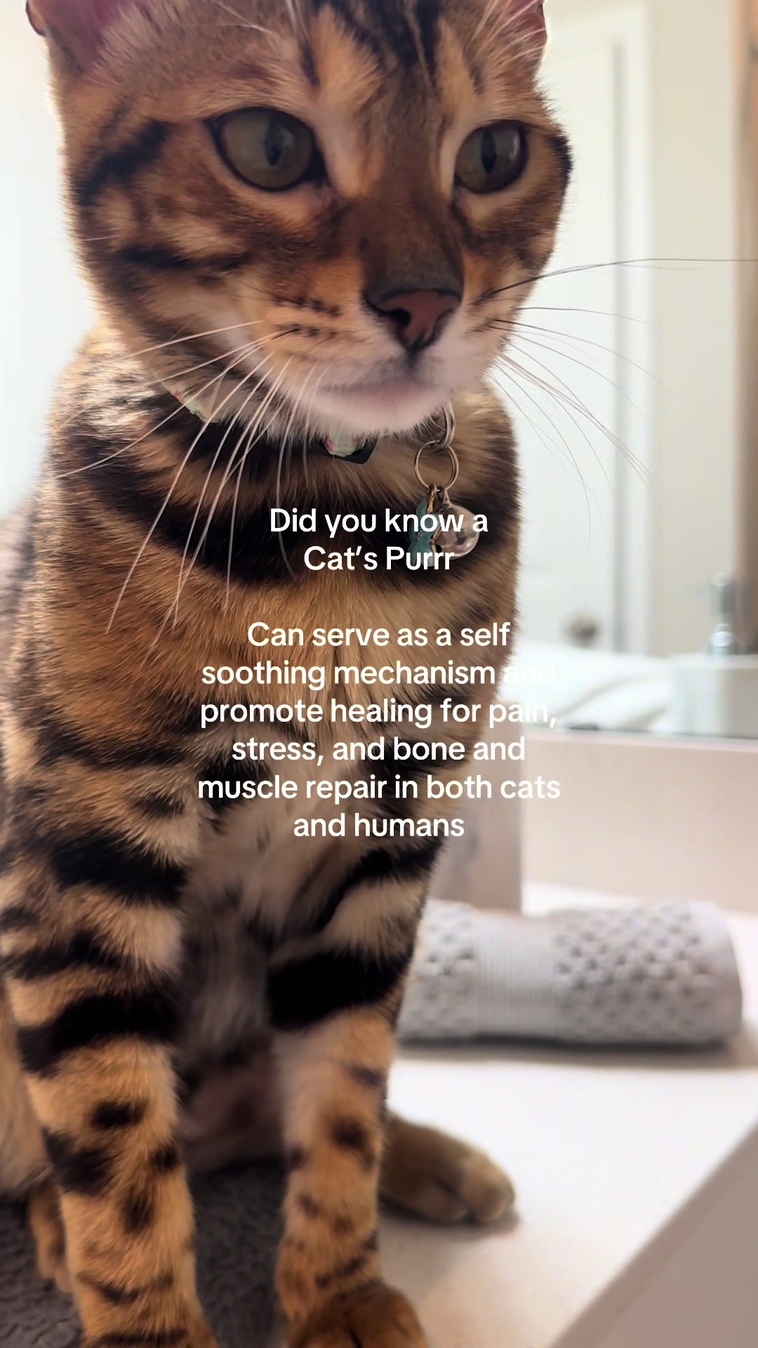 @cleochanelthebengal