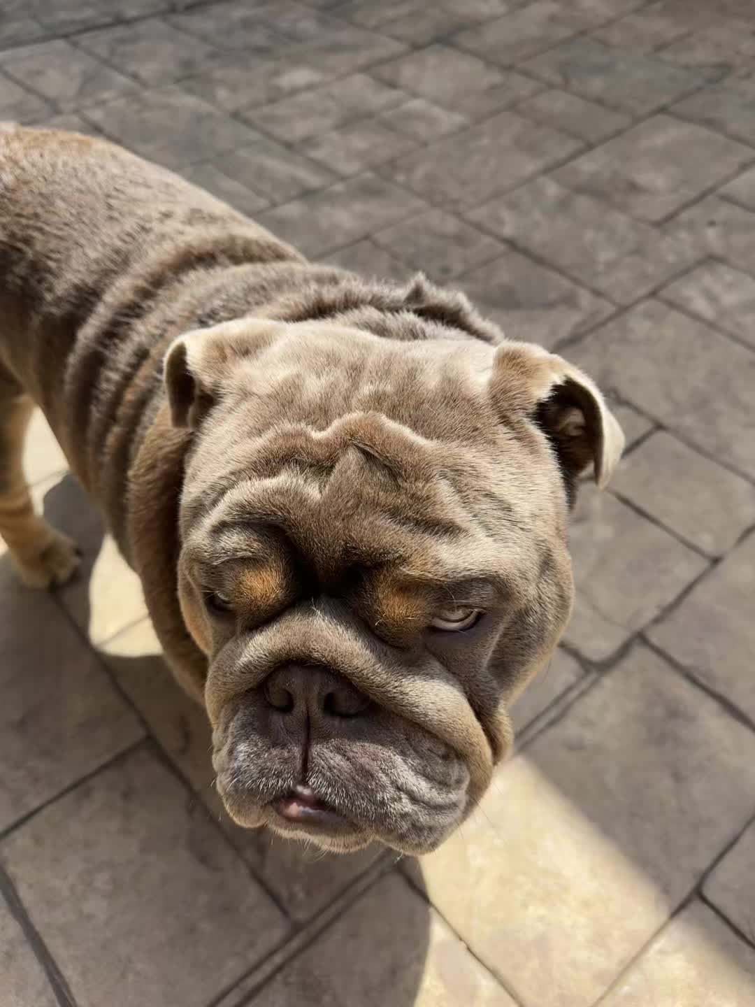 @RawlsTheBulldog