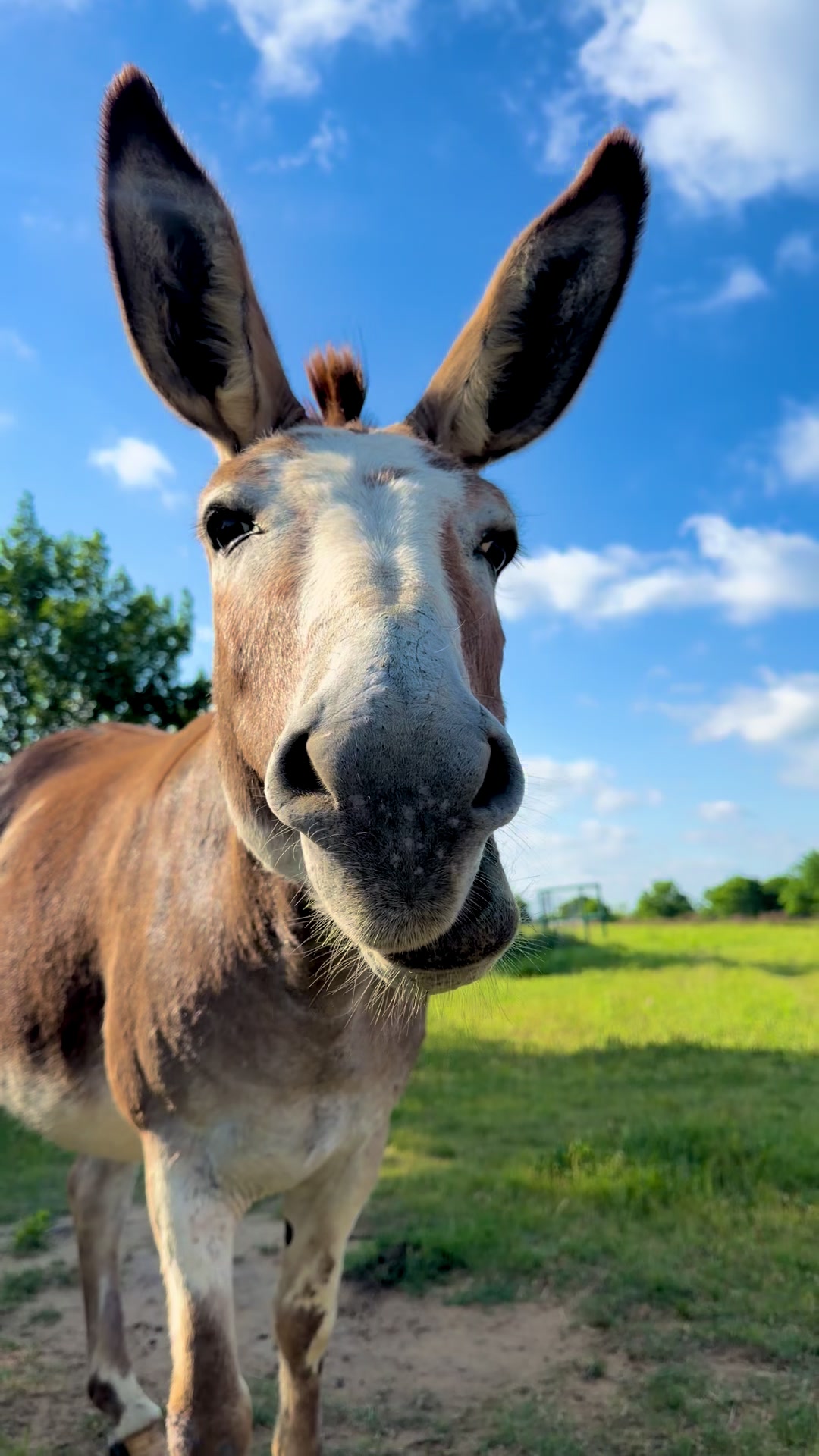 @DonkeyandHoundMama