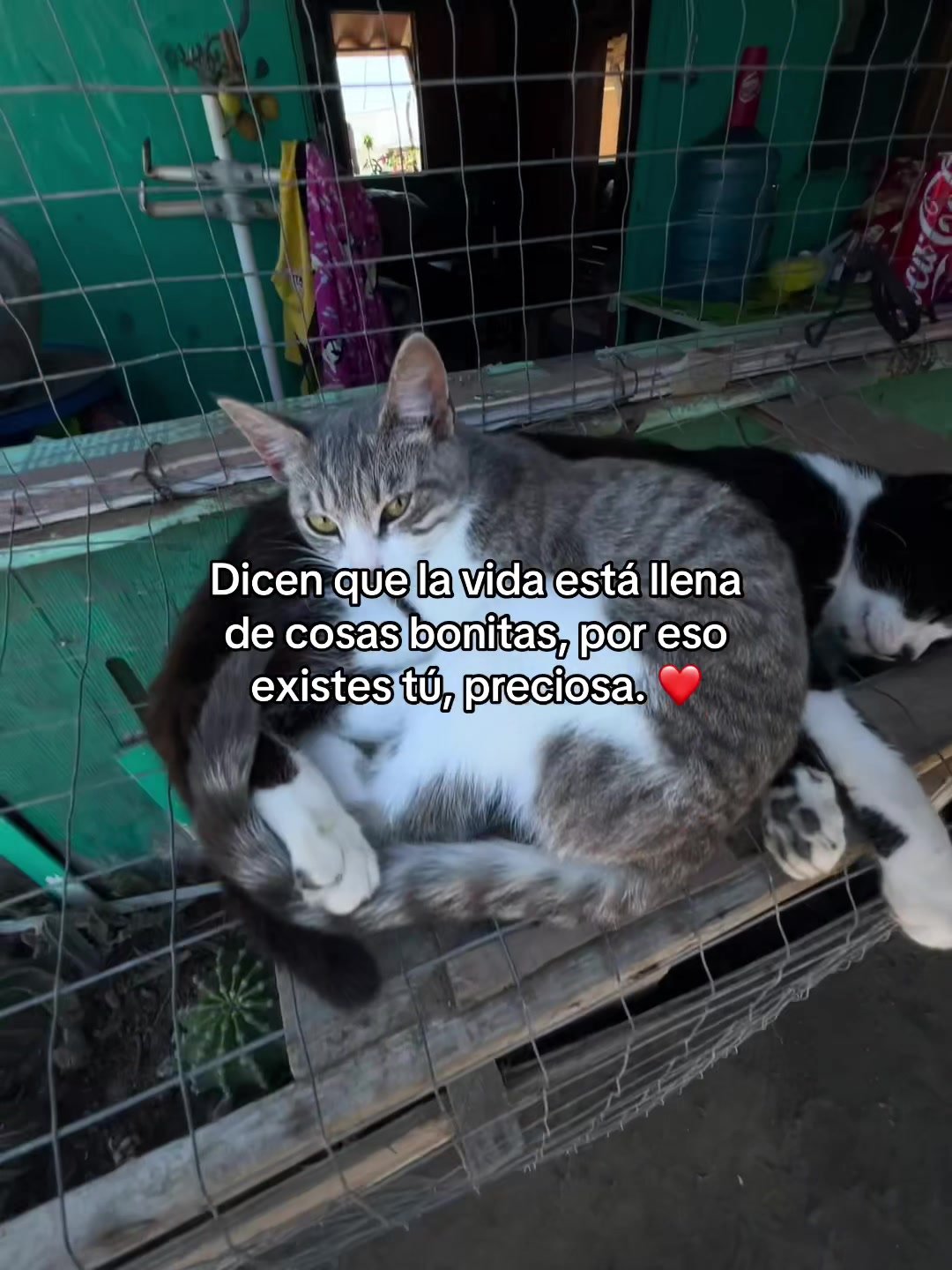 @jesusjp16