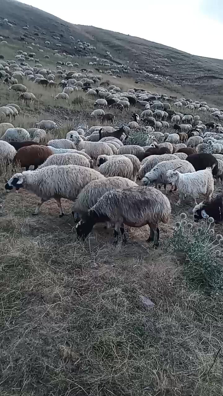 @Zahid cehrili