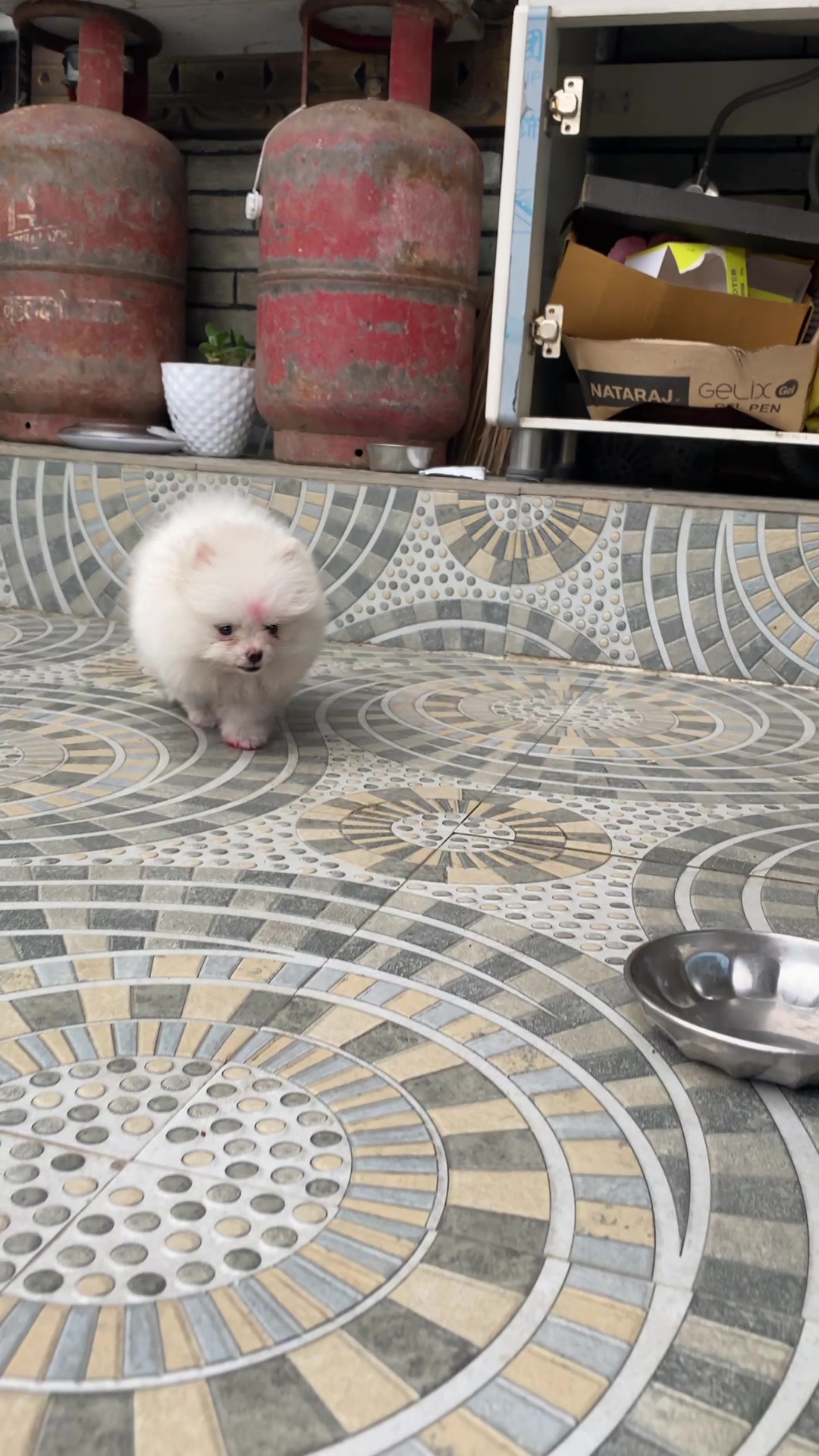 @puppy.nepal