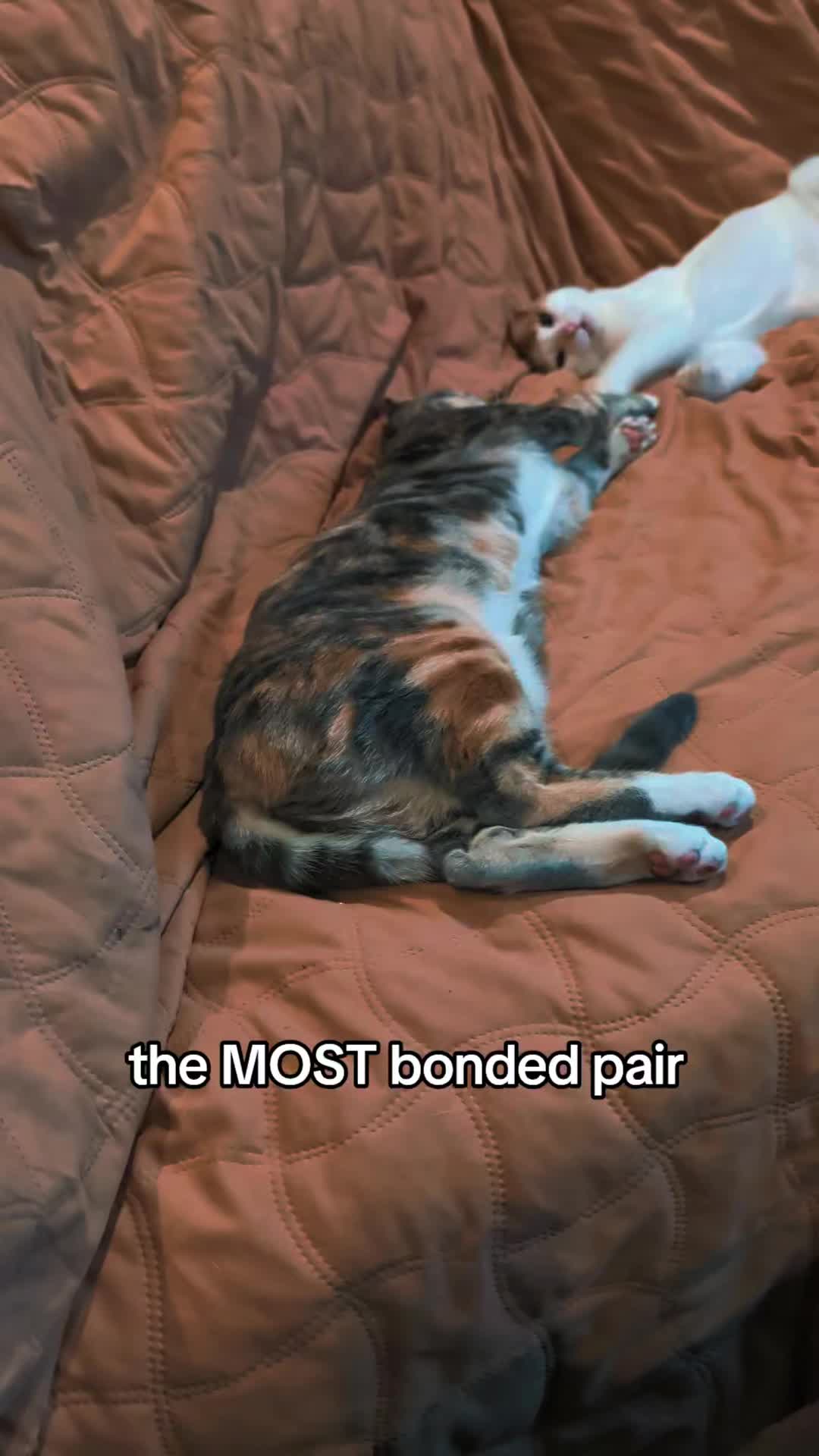 @BuffyTheKittenSpayer