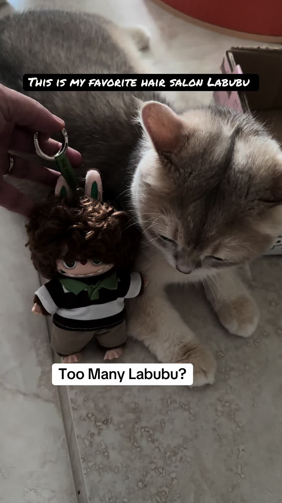 @catloveronthego