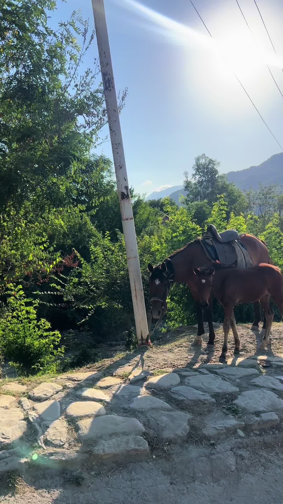 @Ainurashakh🕊️