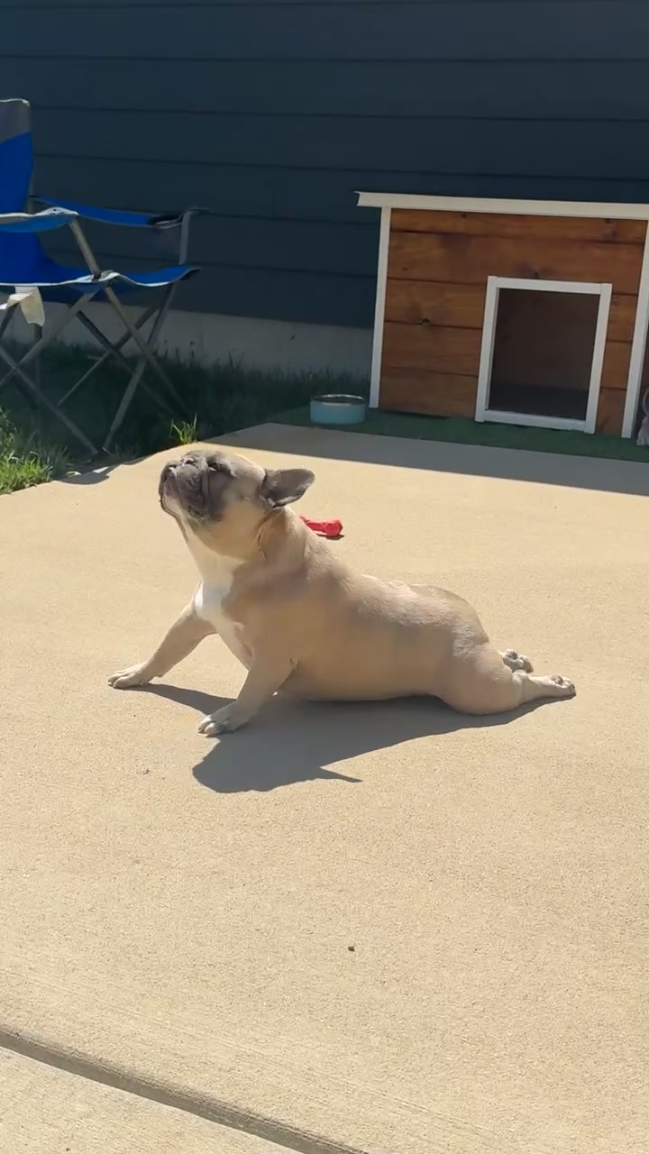 @mavisthefrenchie