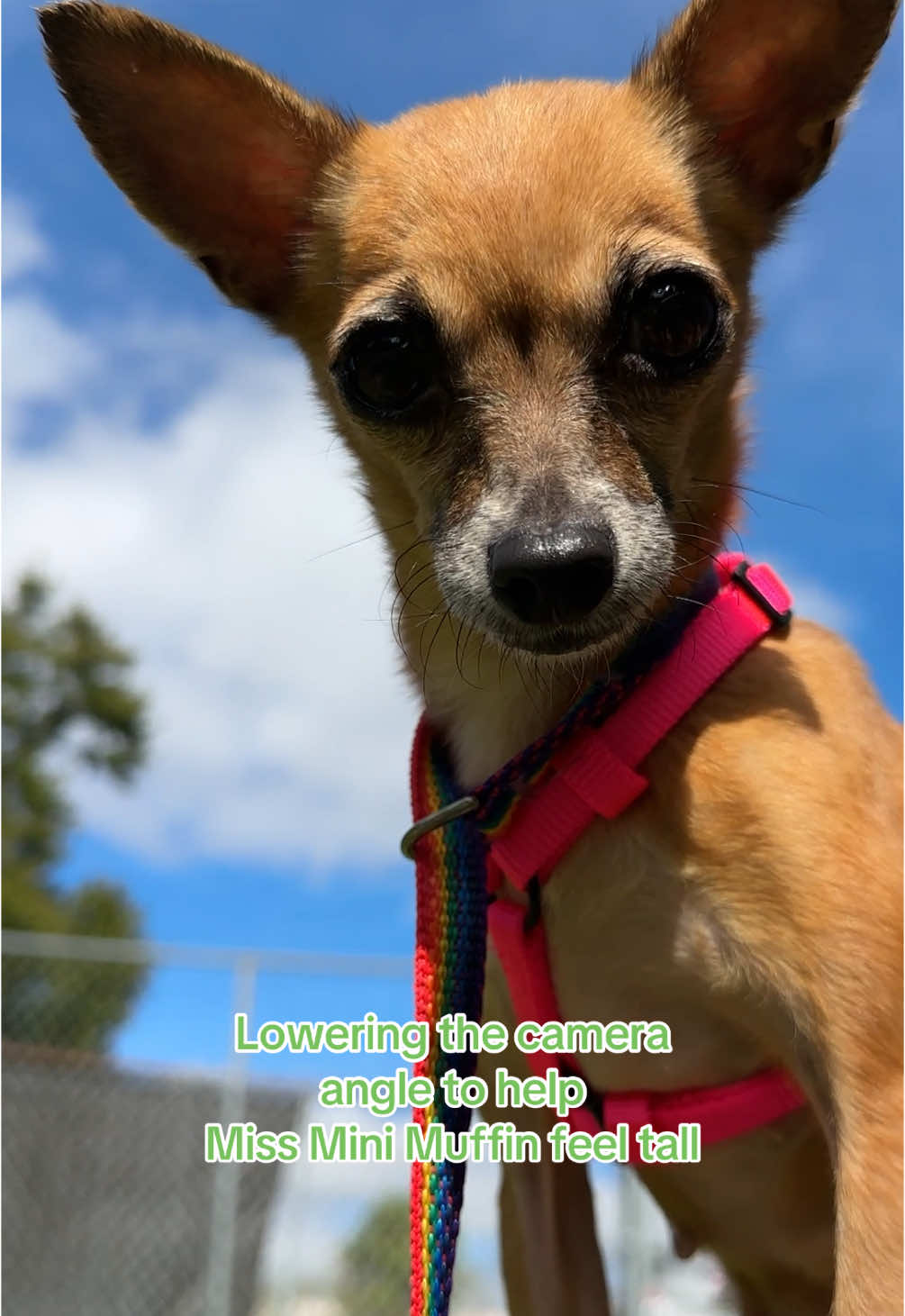 @Friends of Strays