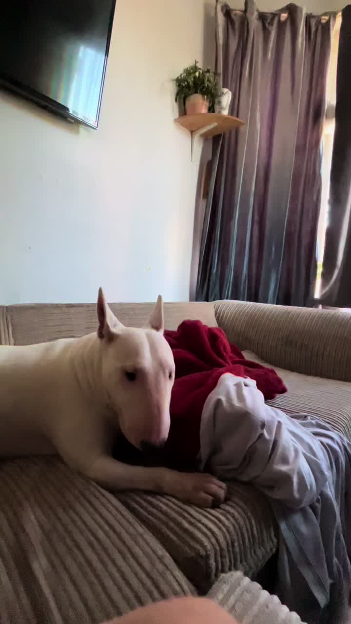@BullTerrierlove Baby Bella