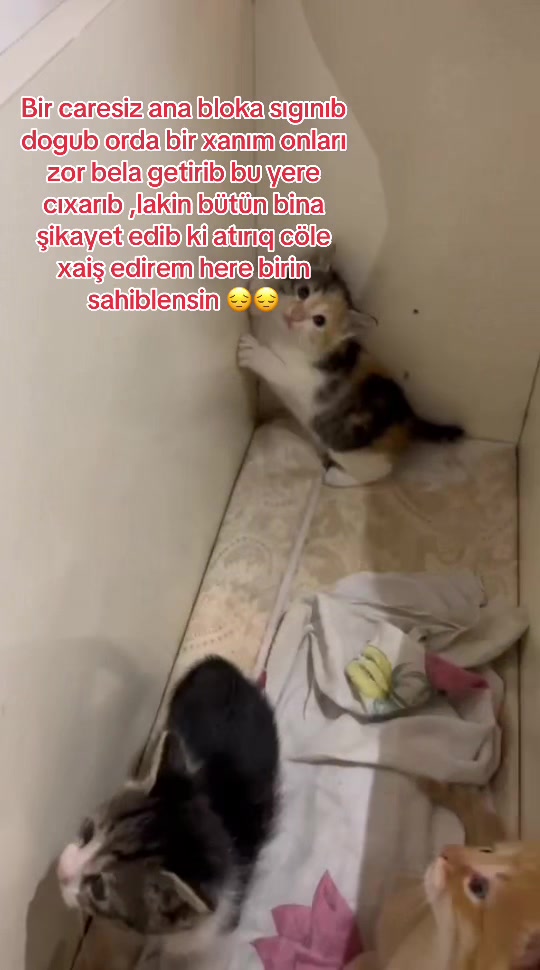 @SAHİBSİZ-HEYVANLARA-DESTEK
