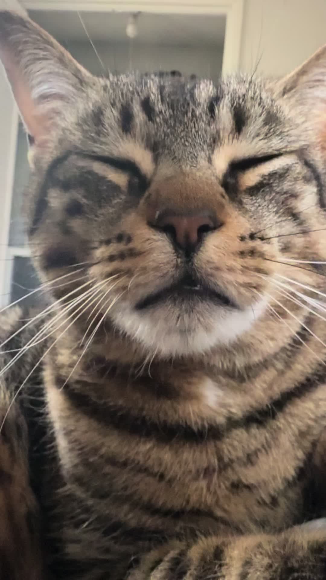 @Coby the Cat 🐾