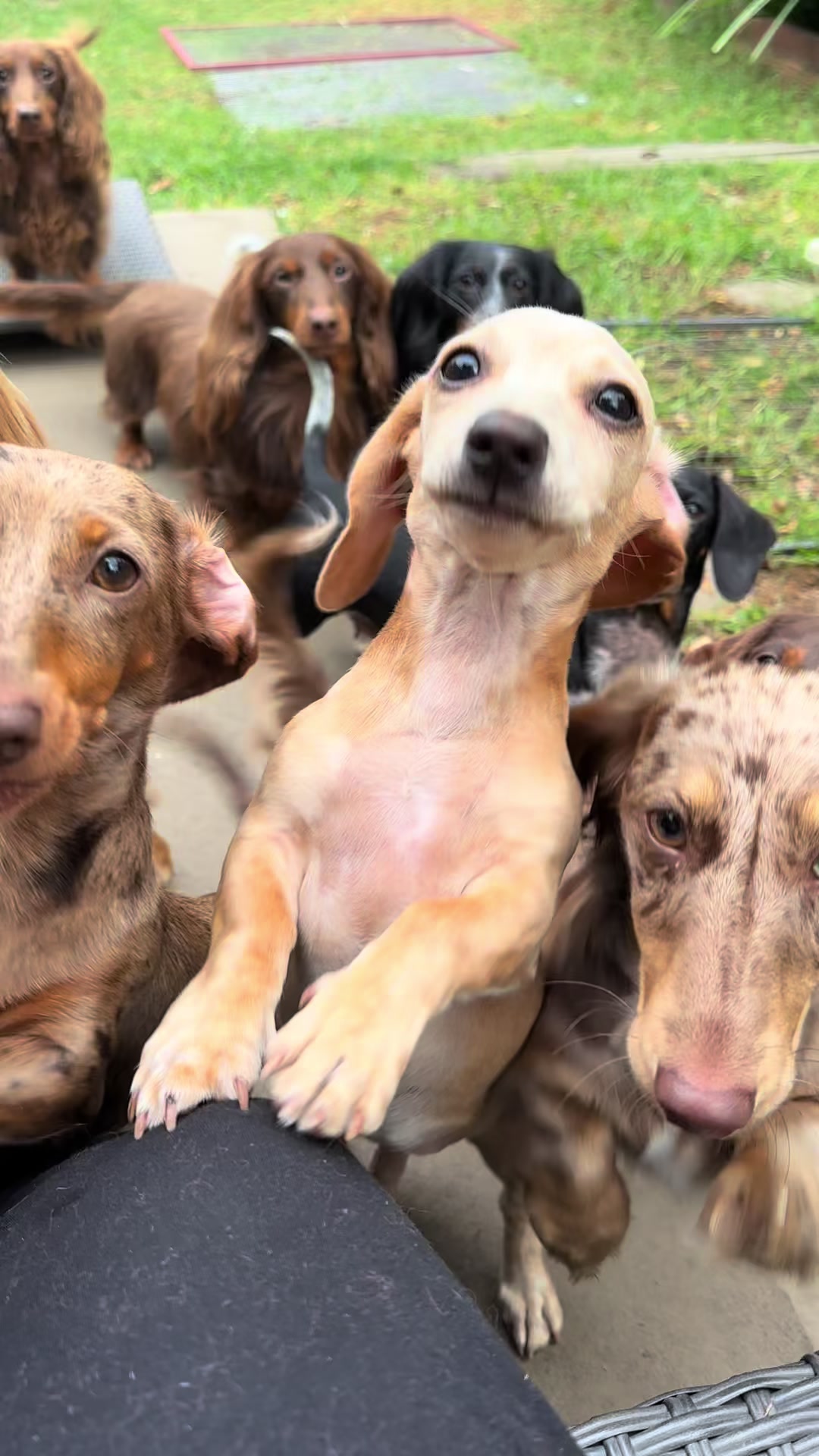 @ONATAH Dachshunds