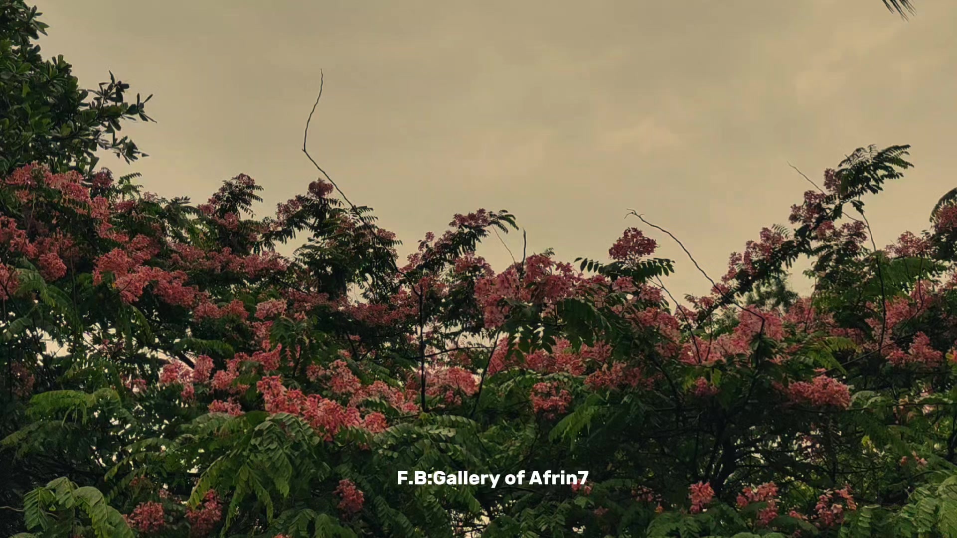 @Gallery of Afrin7