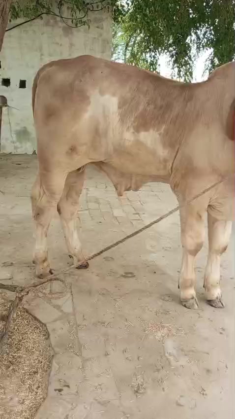 @HS Cattle Farm