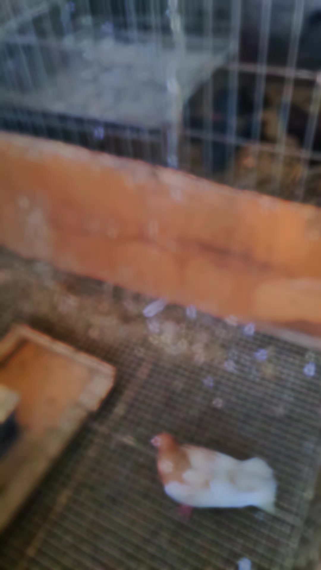 @Pigeons Tv