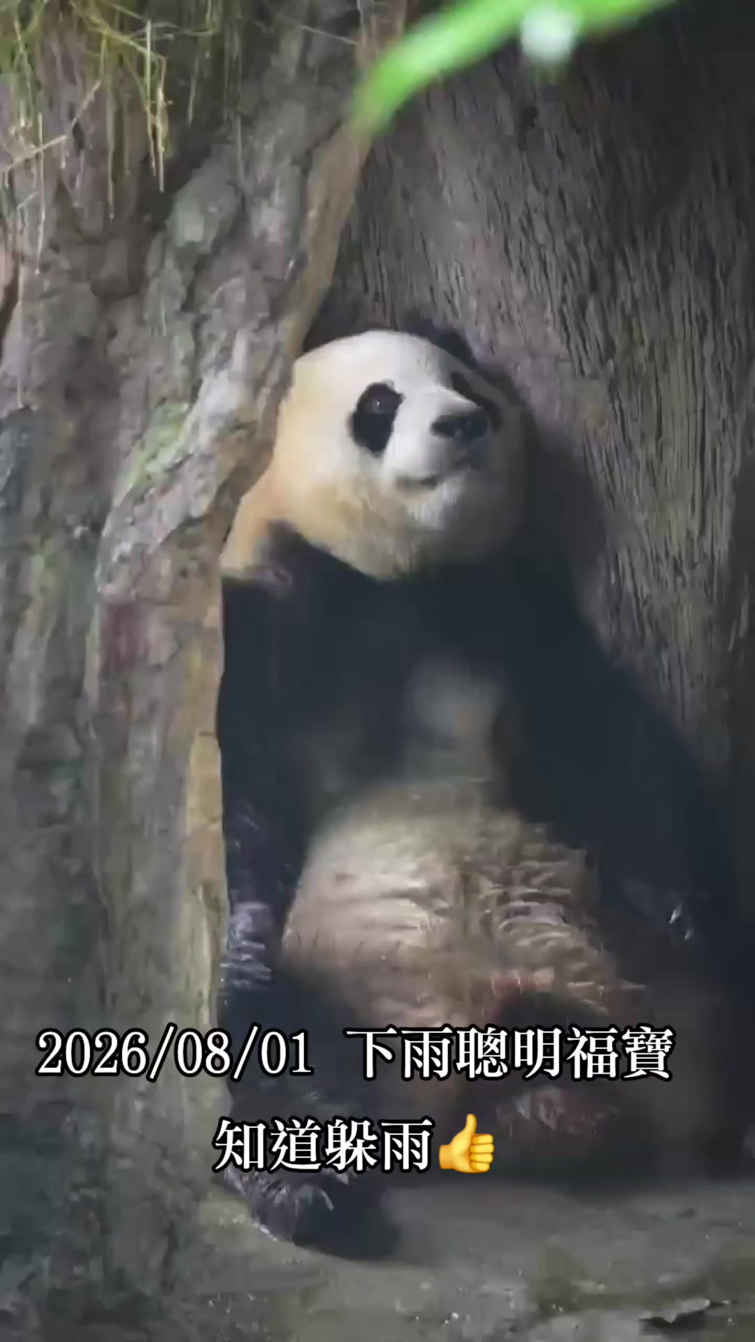 @福寶需要愛的抱抱