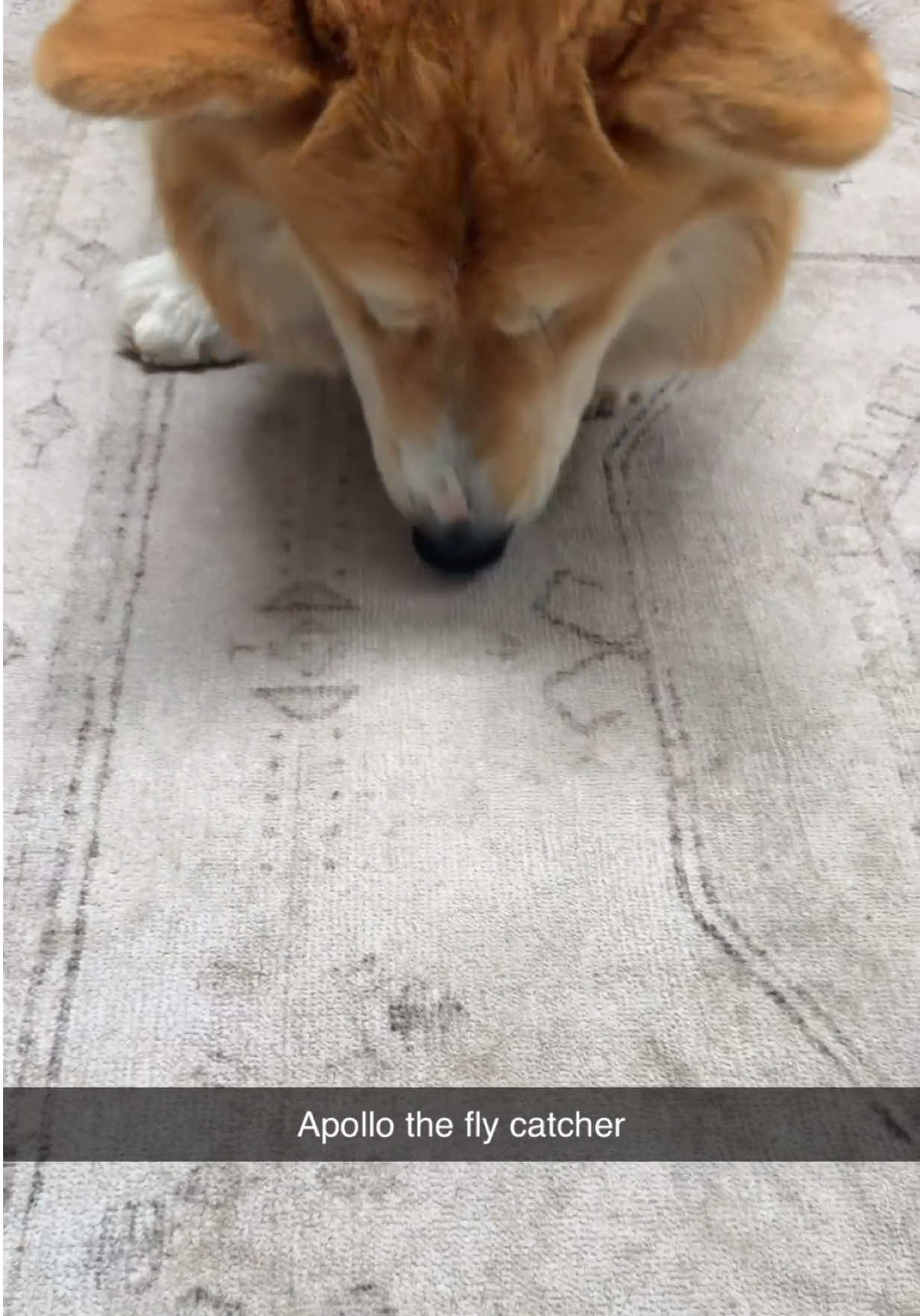 @apollothecorgimute