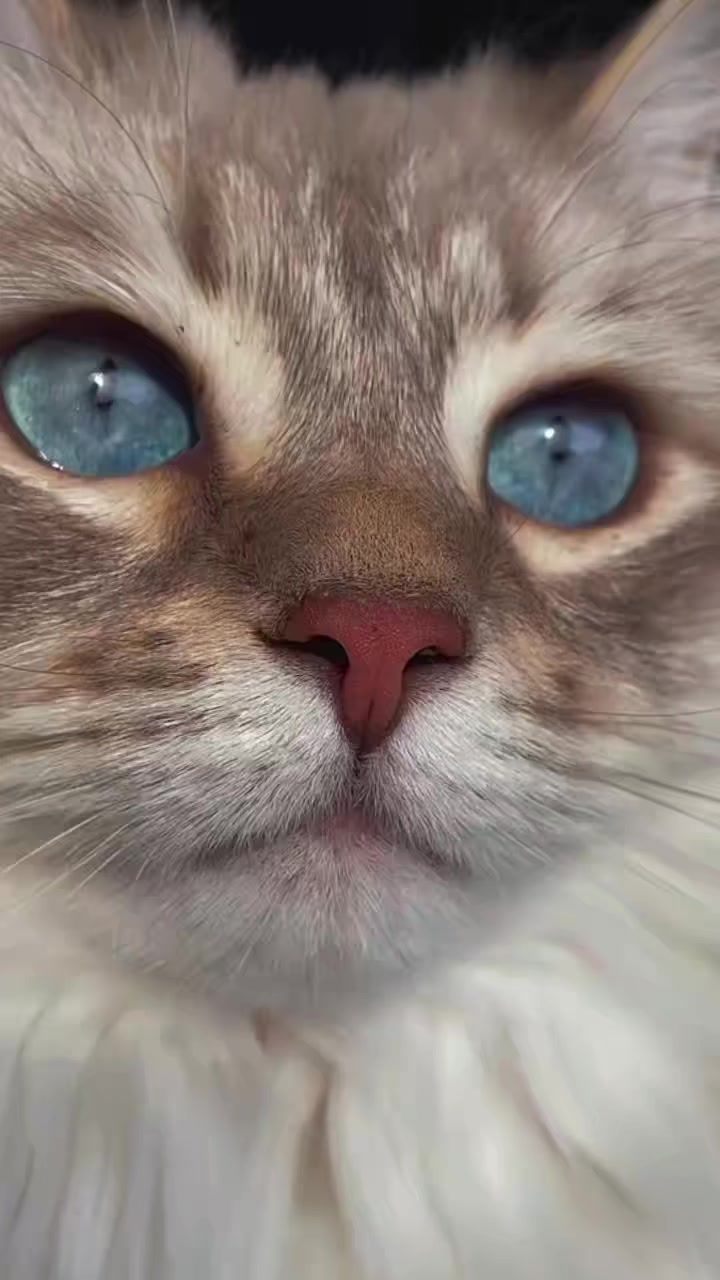 @🐈Lu&iacute;za🐈&zwj;⬛