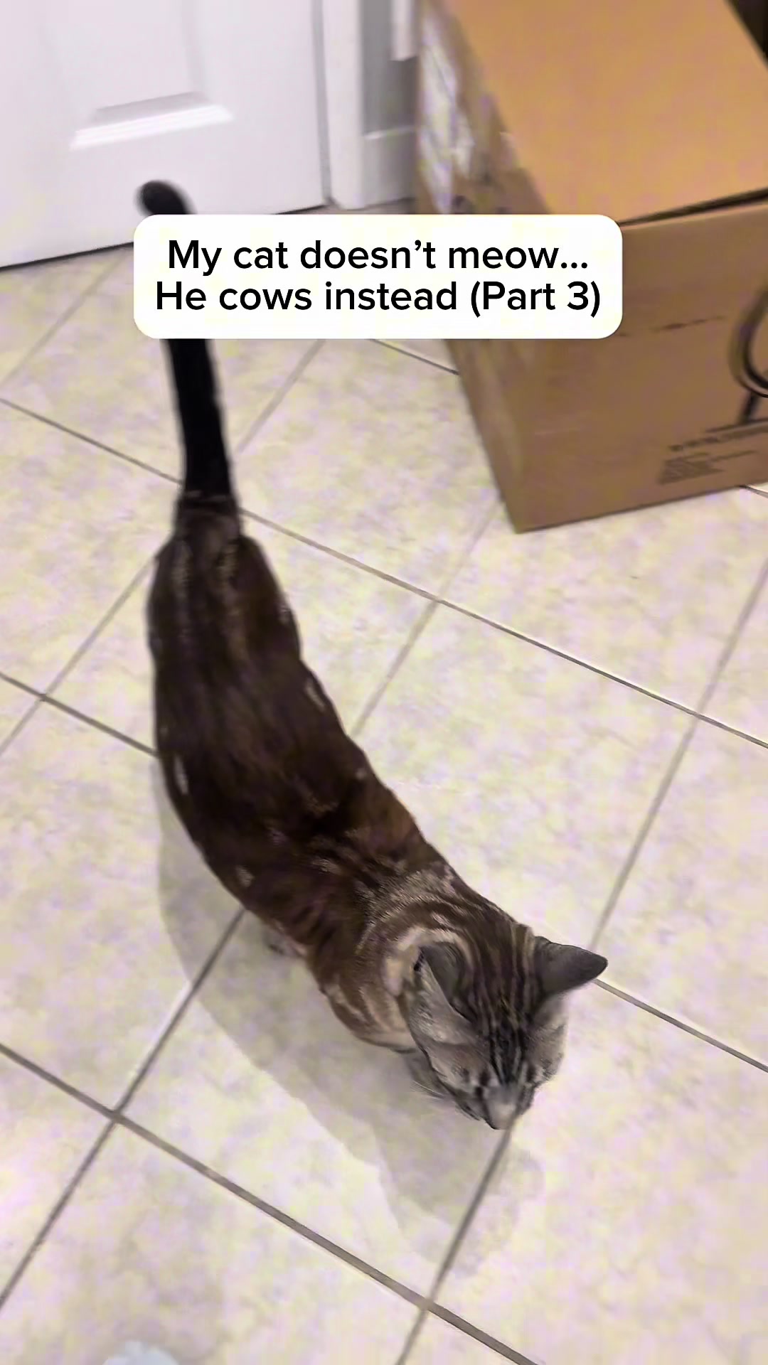 @Three Nawty Cats