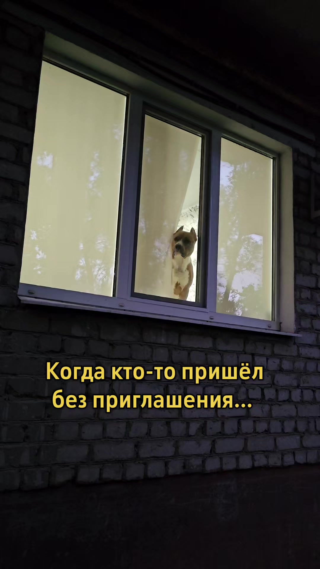 @Pitbul Fred