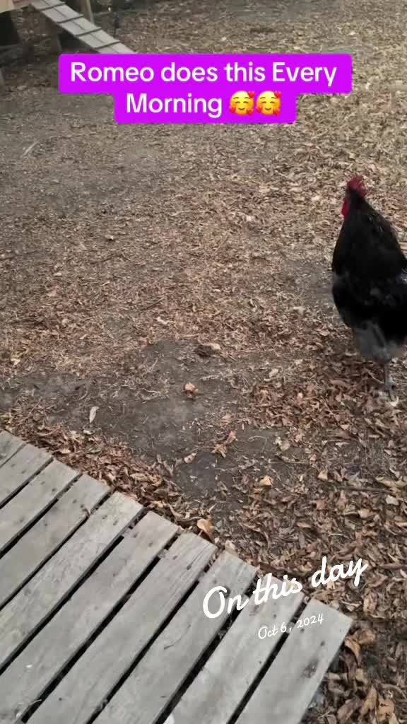 @NonniesFunnyFarm
