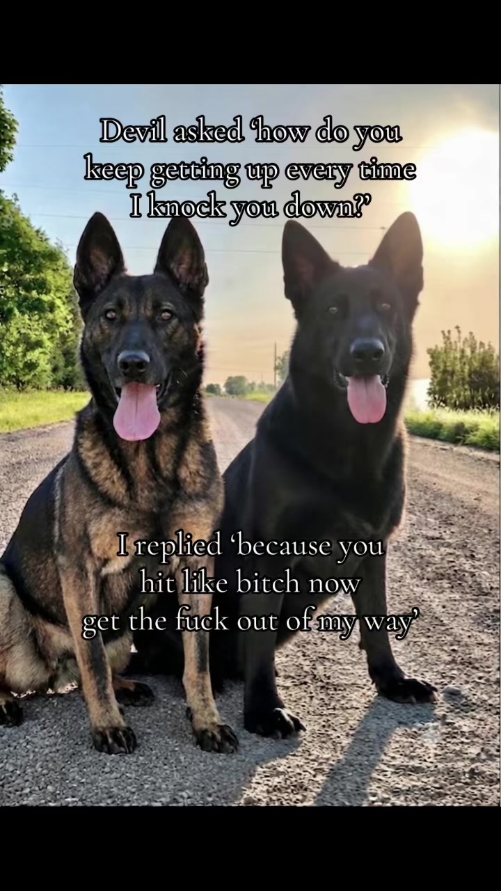 @K9 Dina