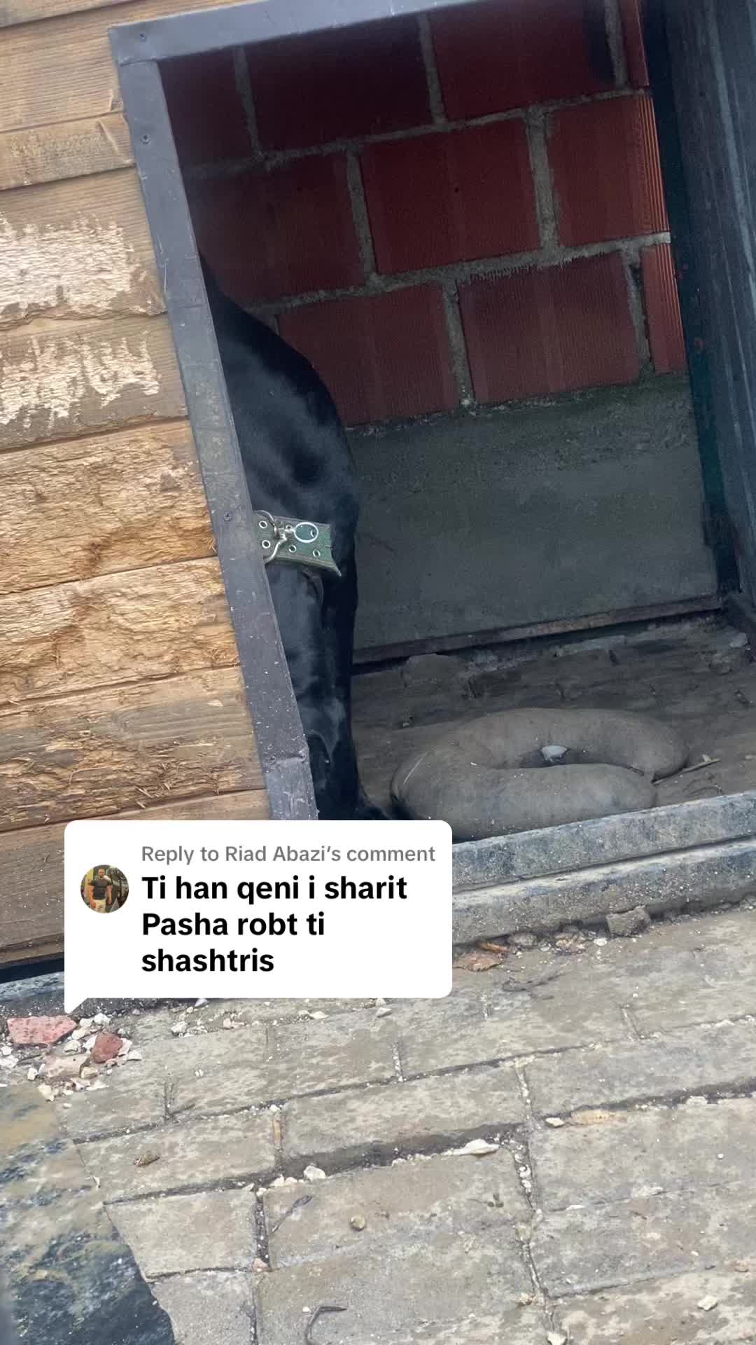 @NeroCaneCorsoKennel