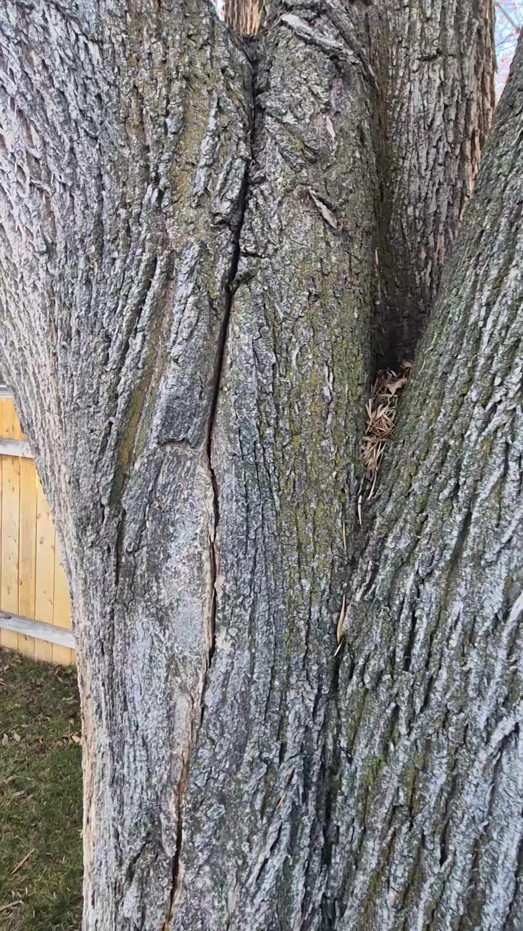 @LoyalTreeCare
