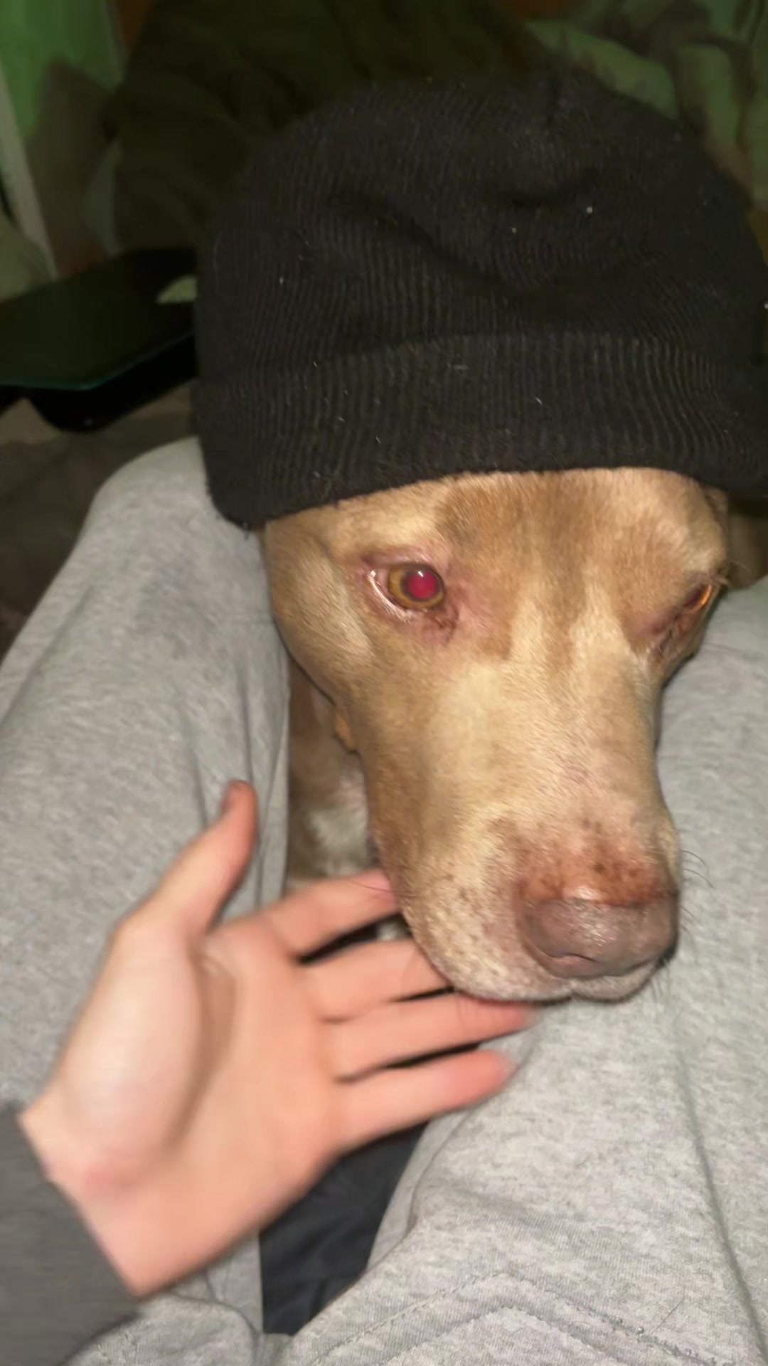 @sesh