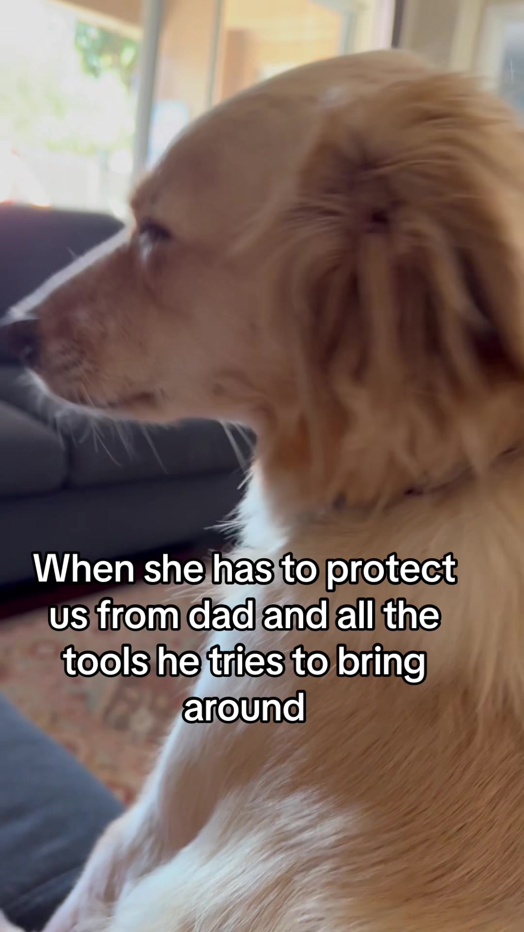 @hankanddollyrescuedogs
