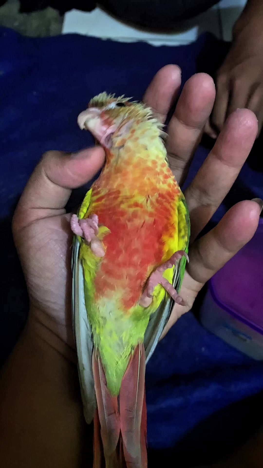 @Seputar Burung Free Fly