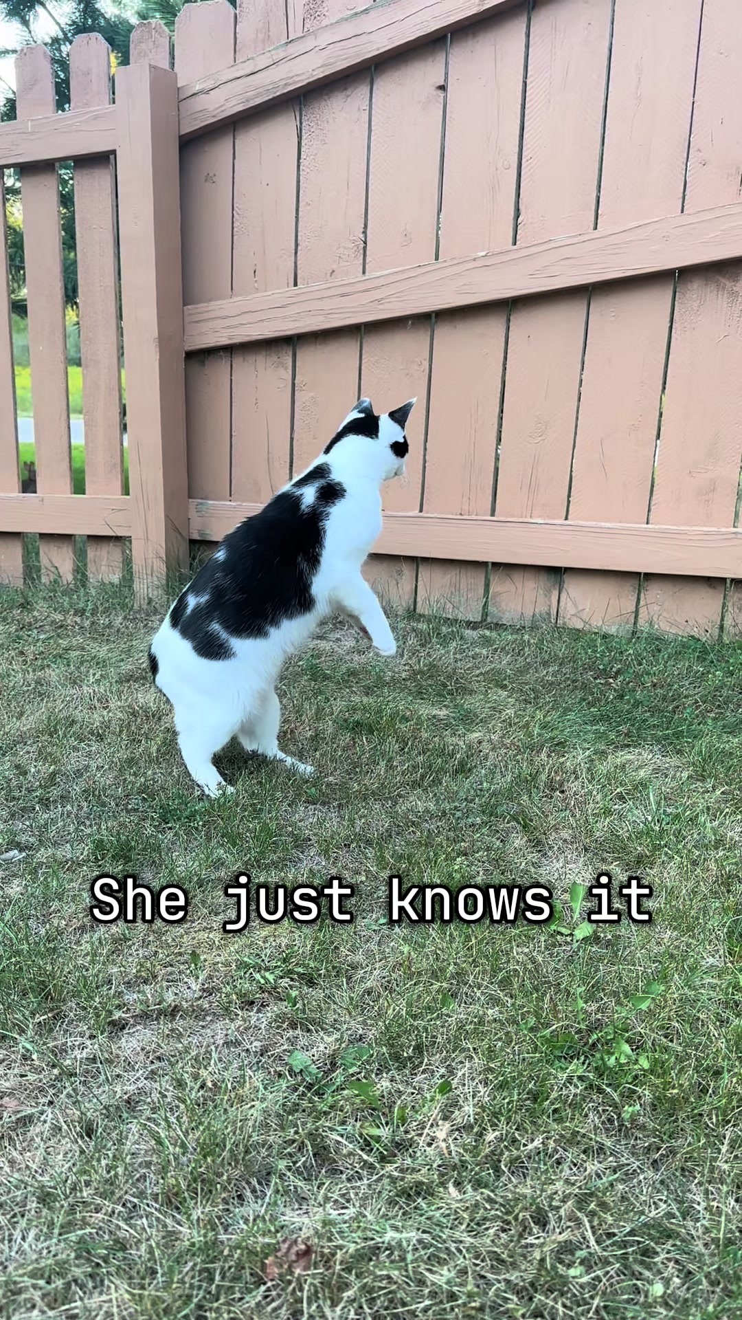 @cindy_clawpurrrr