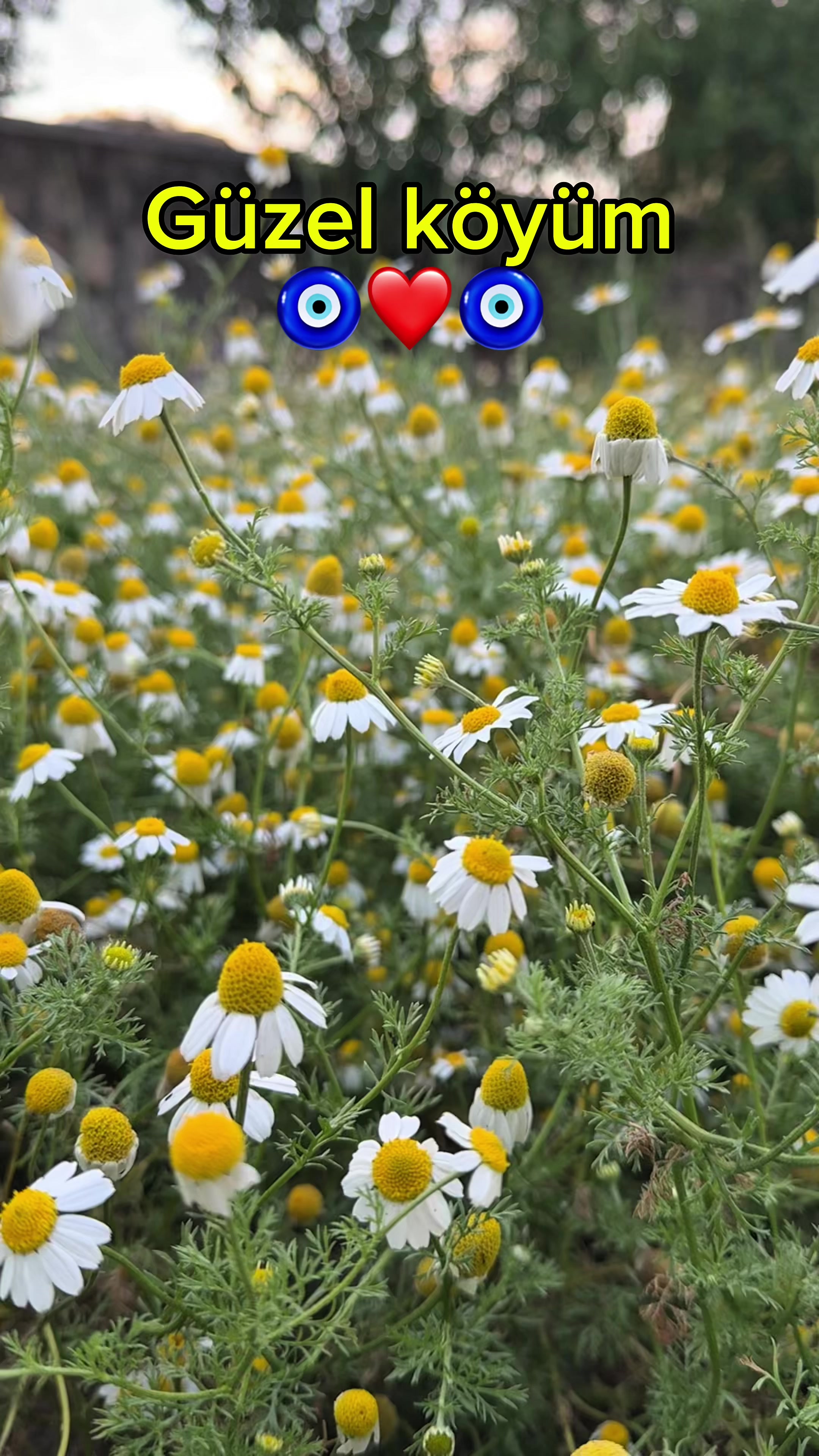 @Selçuk Daşdemir