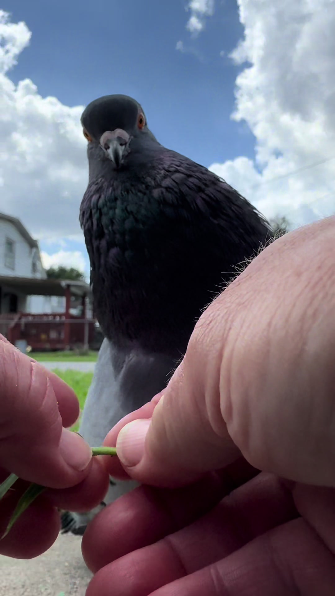@Beebee The Pigeon