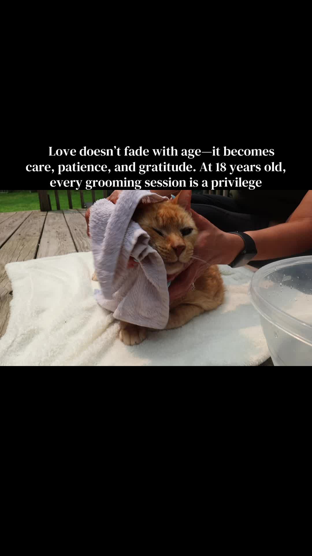 @POLLITO CAT