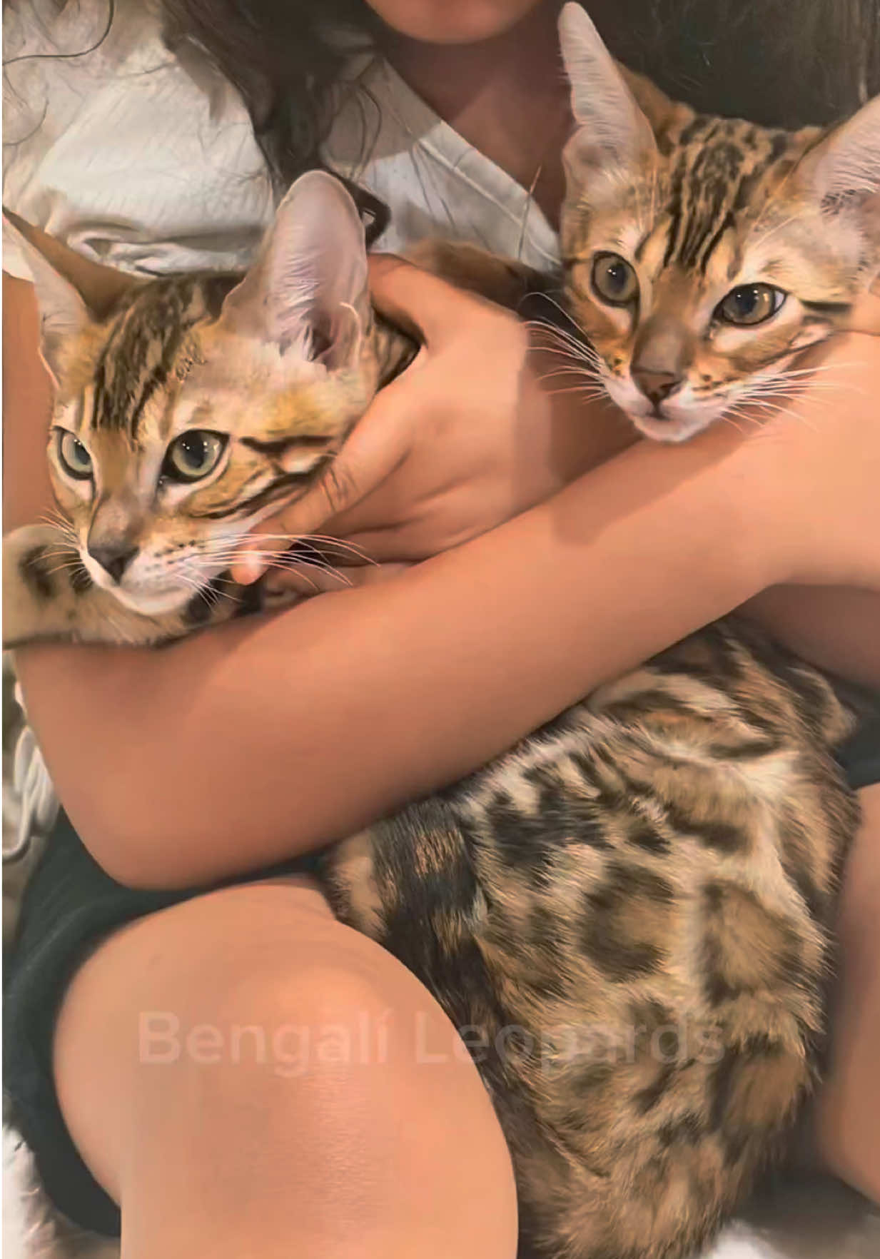@ＢＥＮＧＡＬ&Iacute;&emsp;ＬＥＯＰＡＲＤＳ