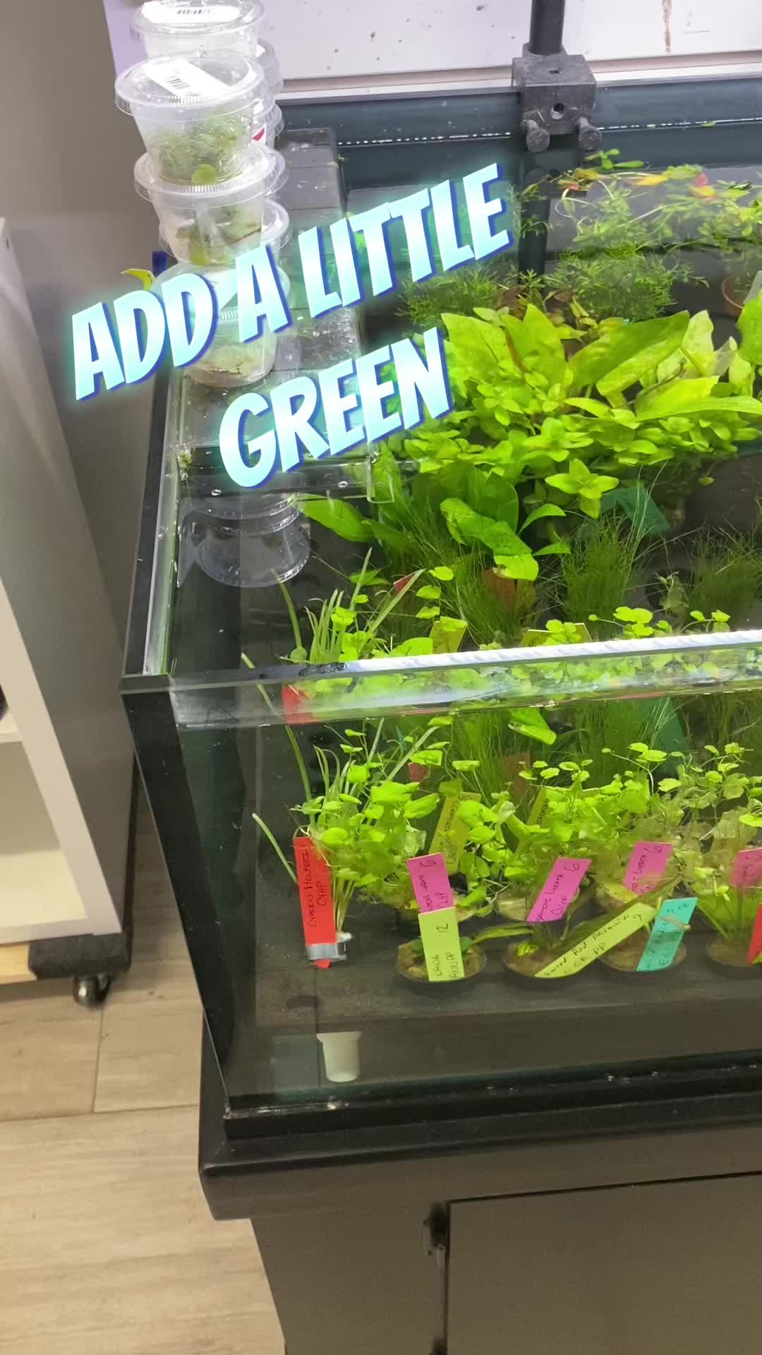 @Triad Aquatic Critters