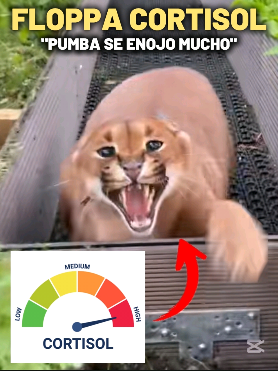 @TIGRITO EN MEMES