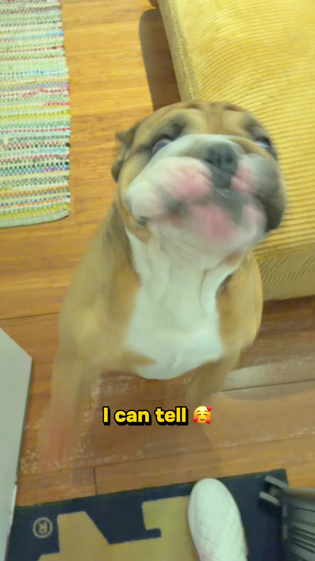 @Thurgood Marshall The Bulldog