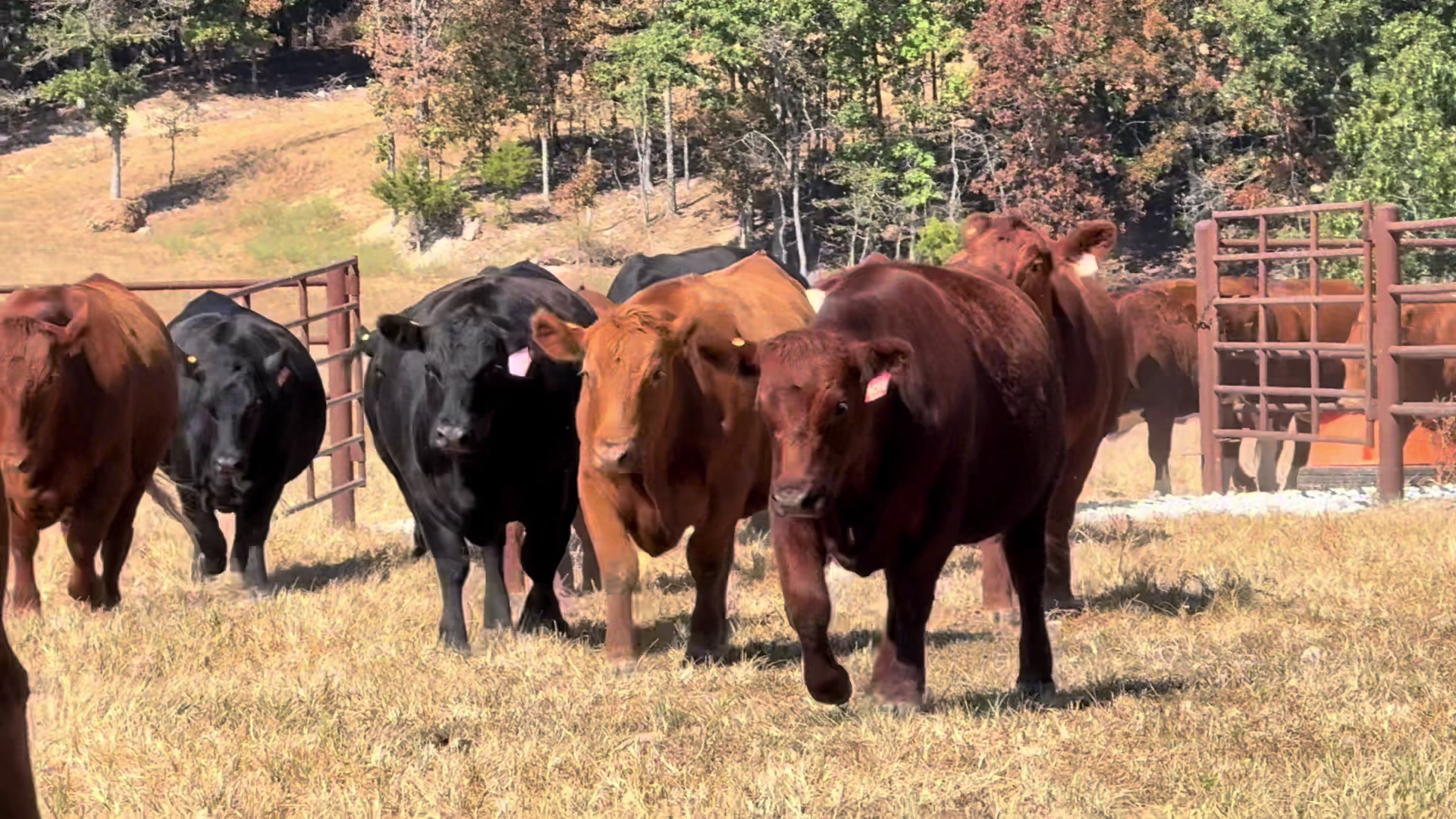 @Massey Land & Cattle