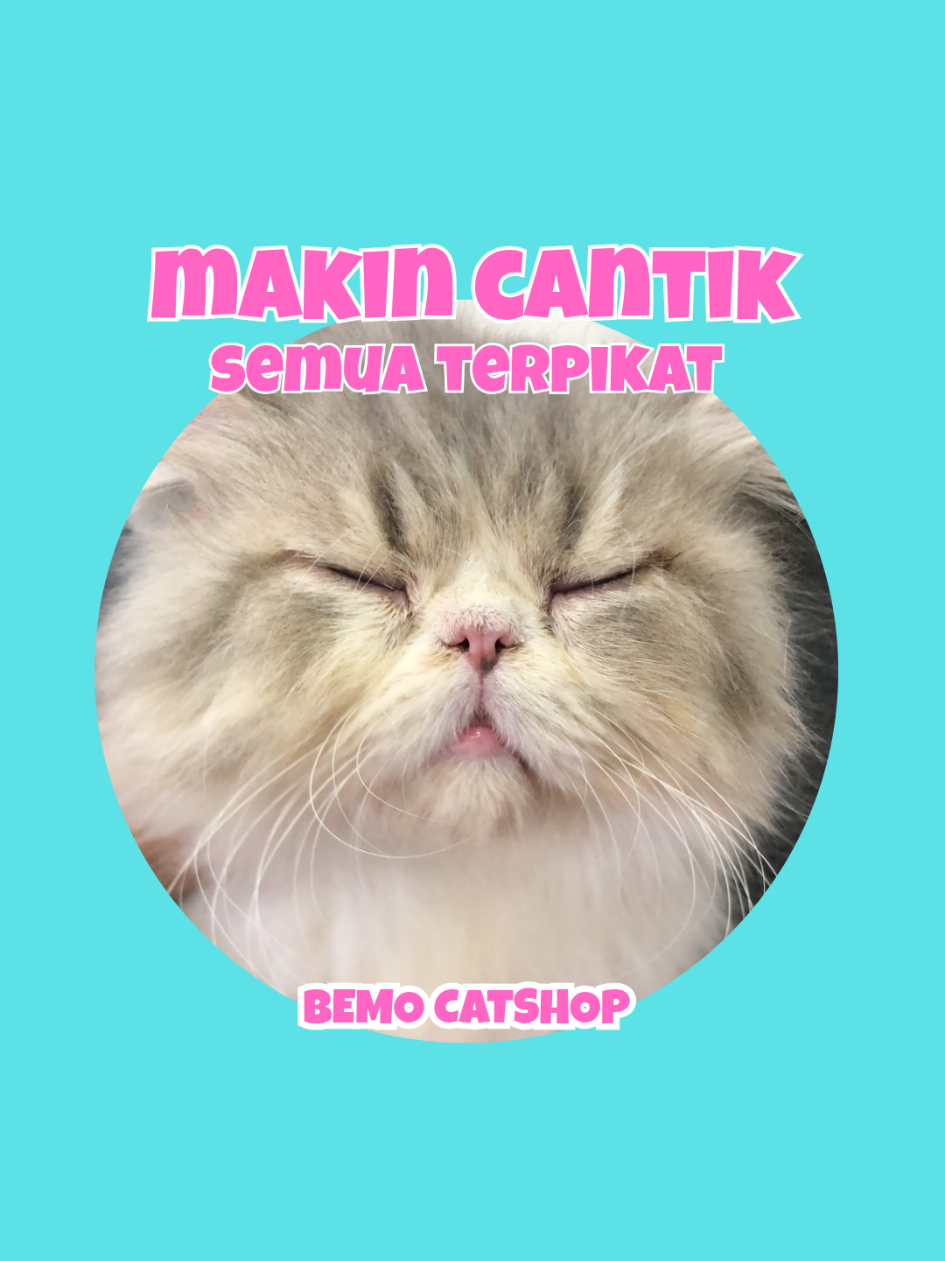 @Bemo Catshop