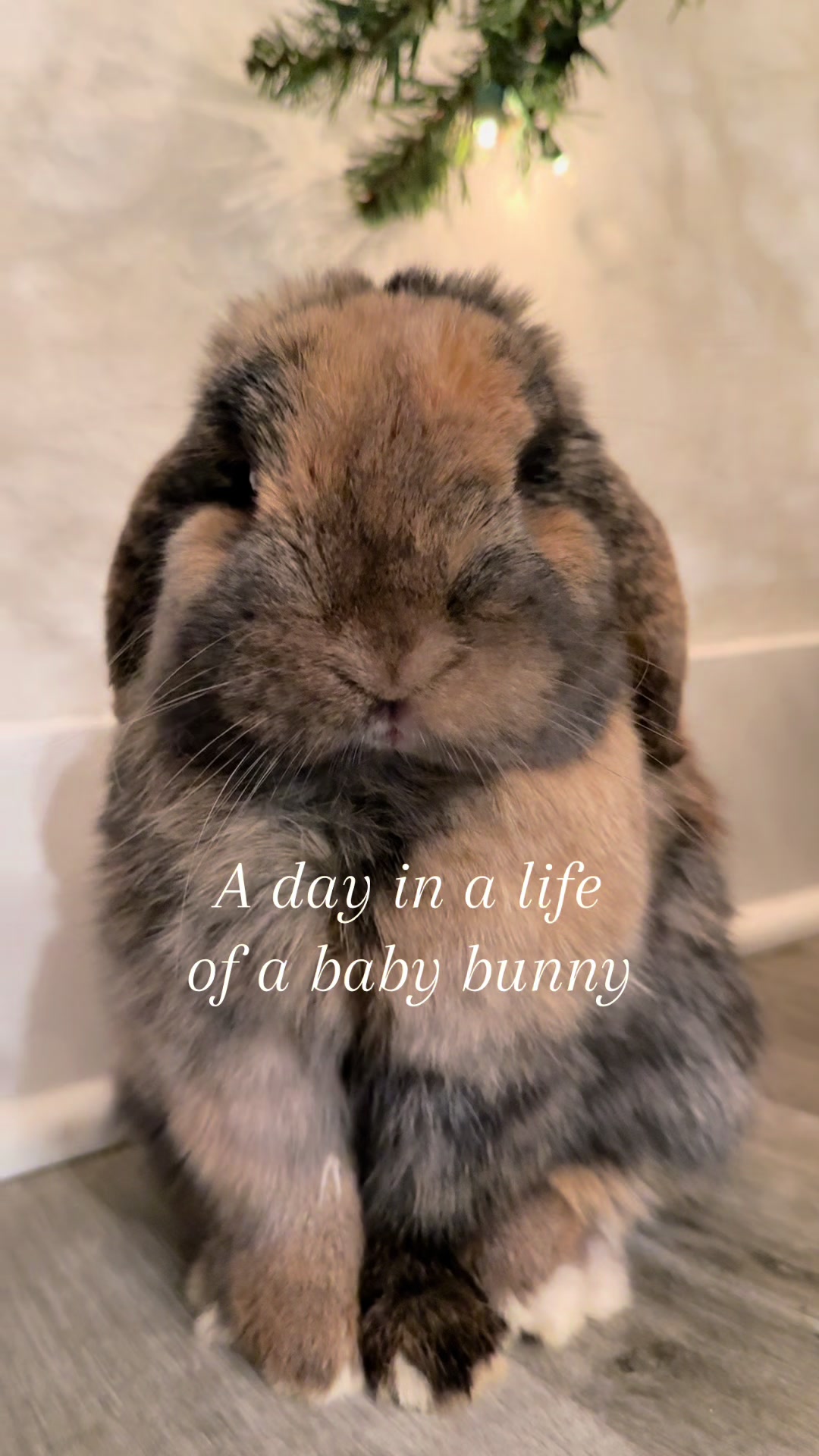 @Cookie and Twix the Bunnies