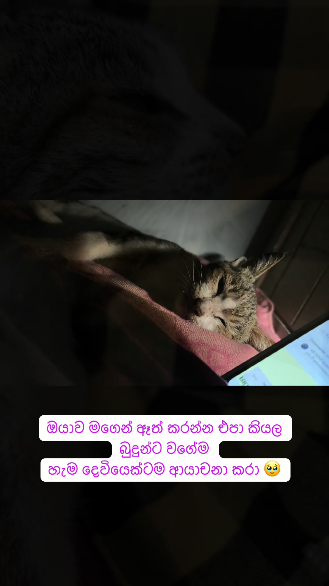 @ඉෂානි 🌸