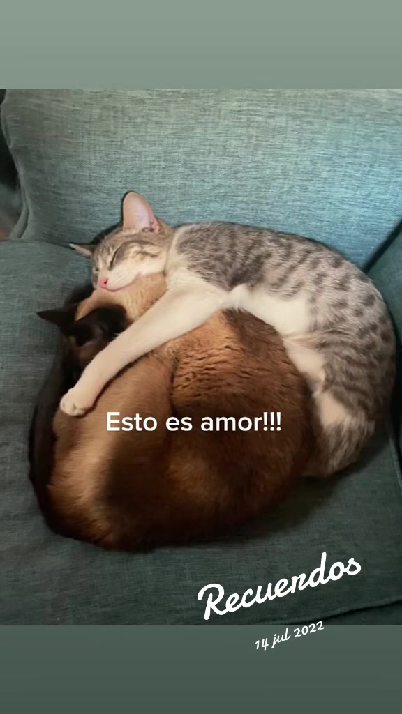 @Moni_port