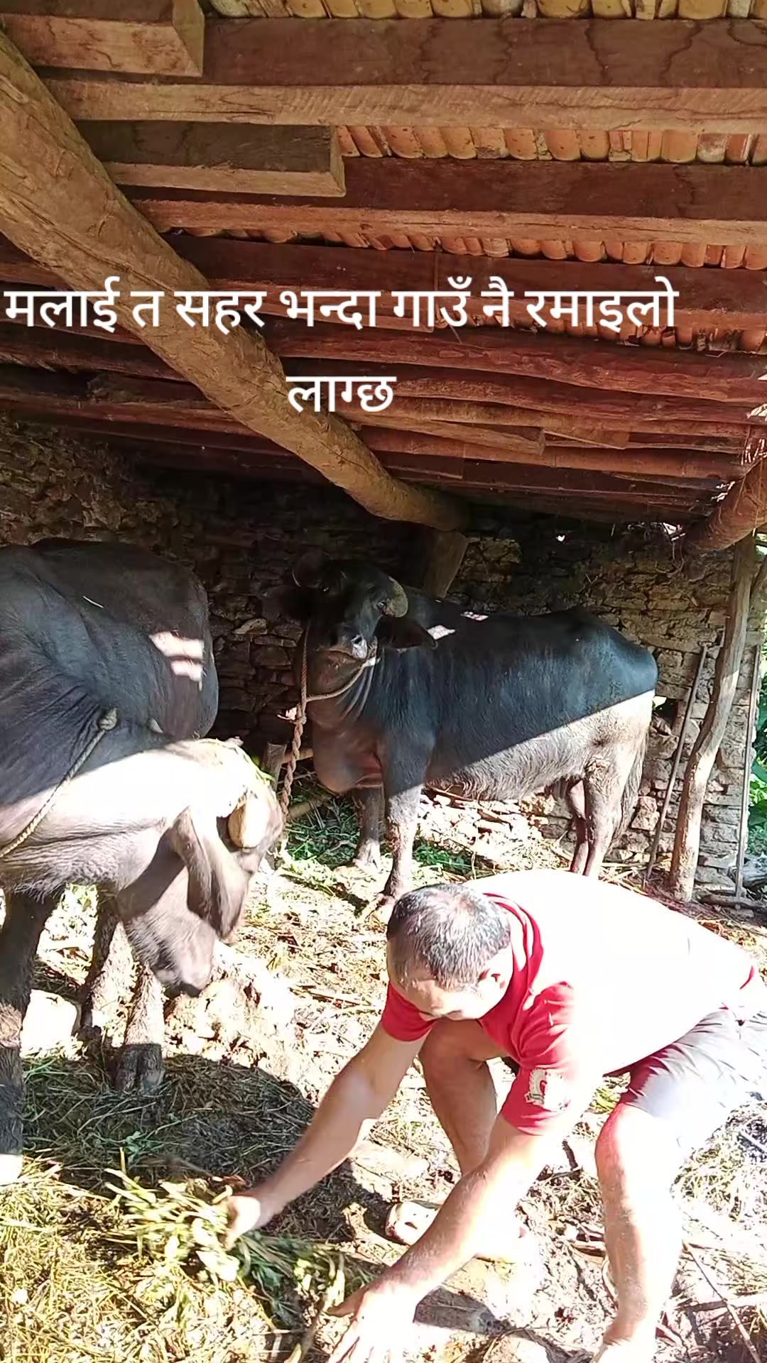 @जAराM
