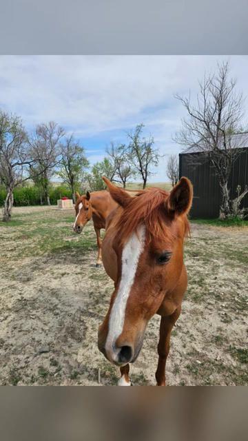@Flint_❌ARRR Rescue Ranch