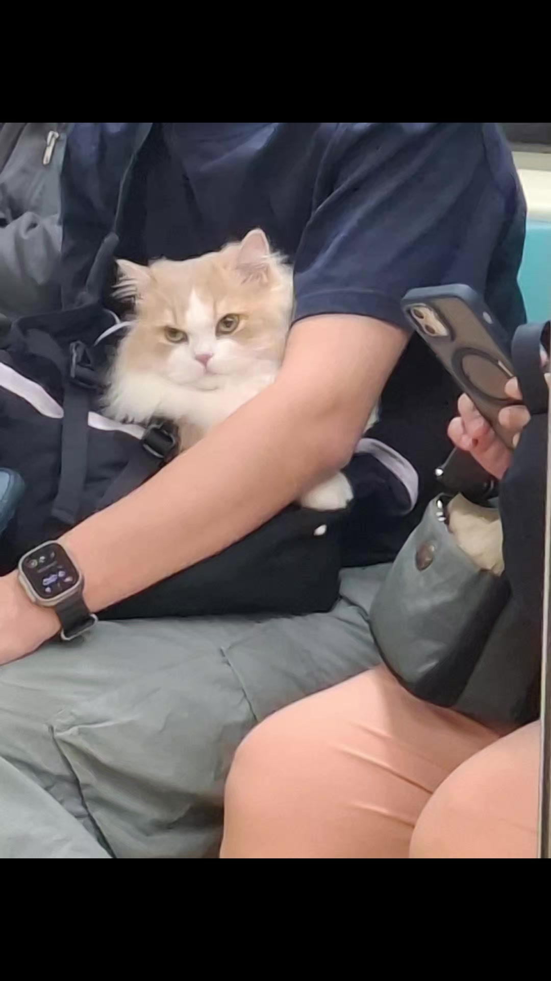@BB&his 33 kitties