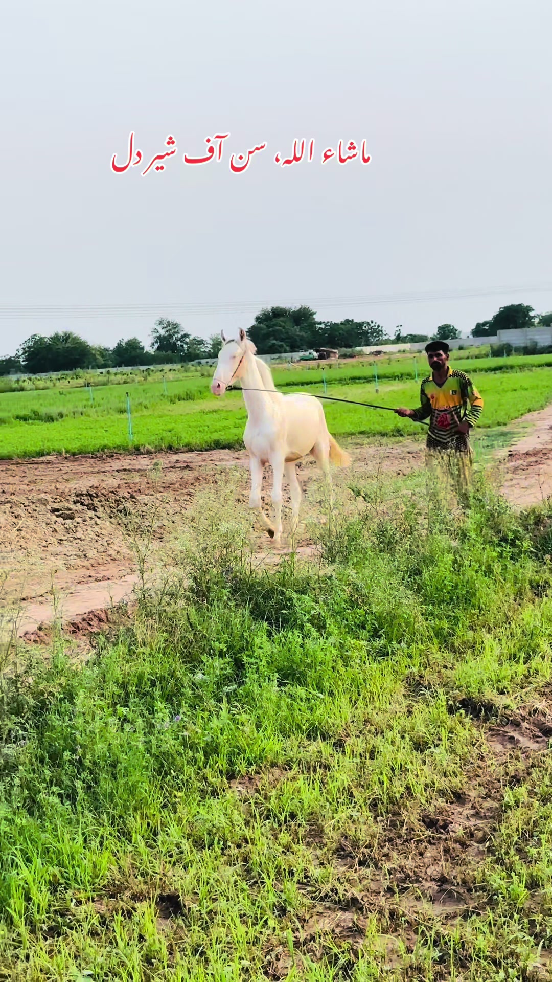 @☀️SUNRISE 🐎FARMS Rawalpindi
