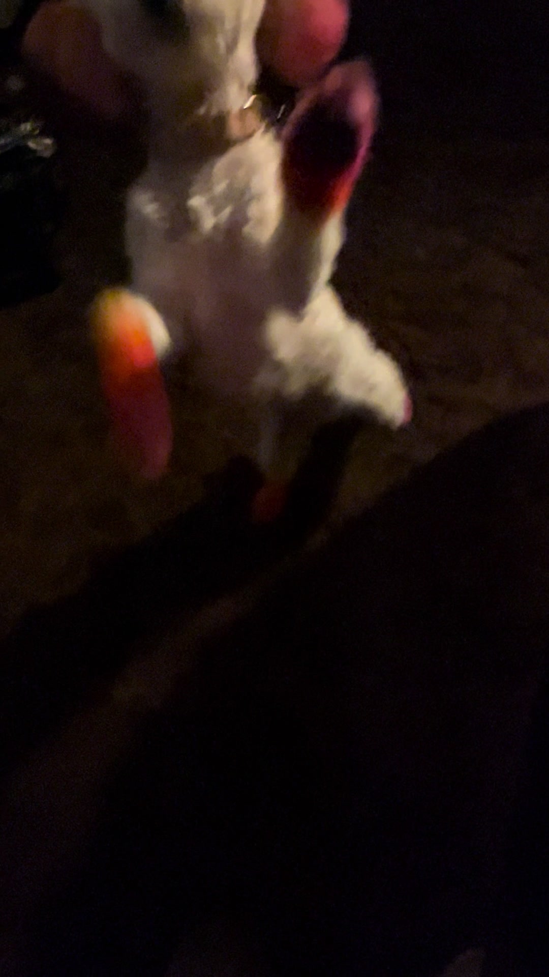 @Jay TheDog Trainer