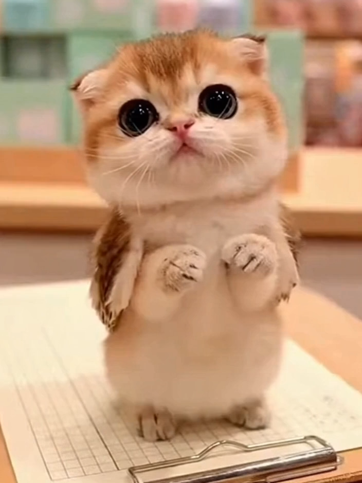 @meowlove