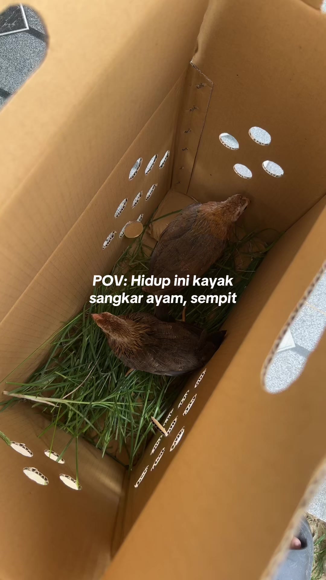 @angelsgamefowl88